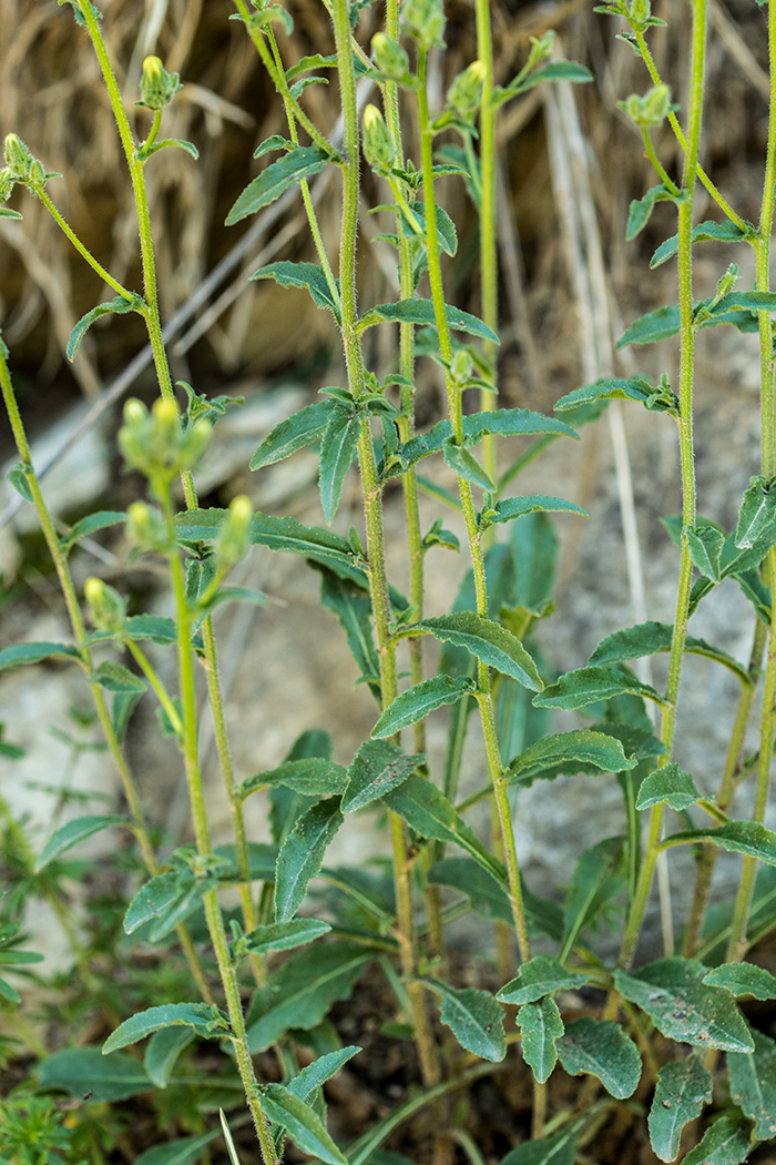 Image of genus Campanula specimen.