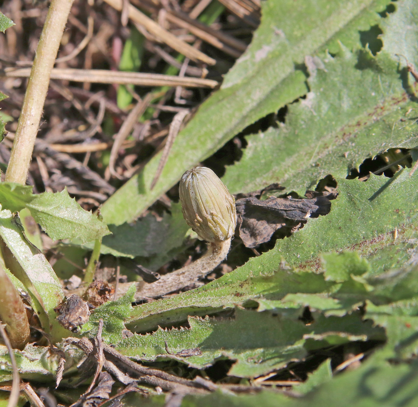 Image of Taraxacum serotinum specimen.