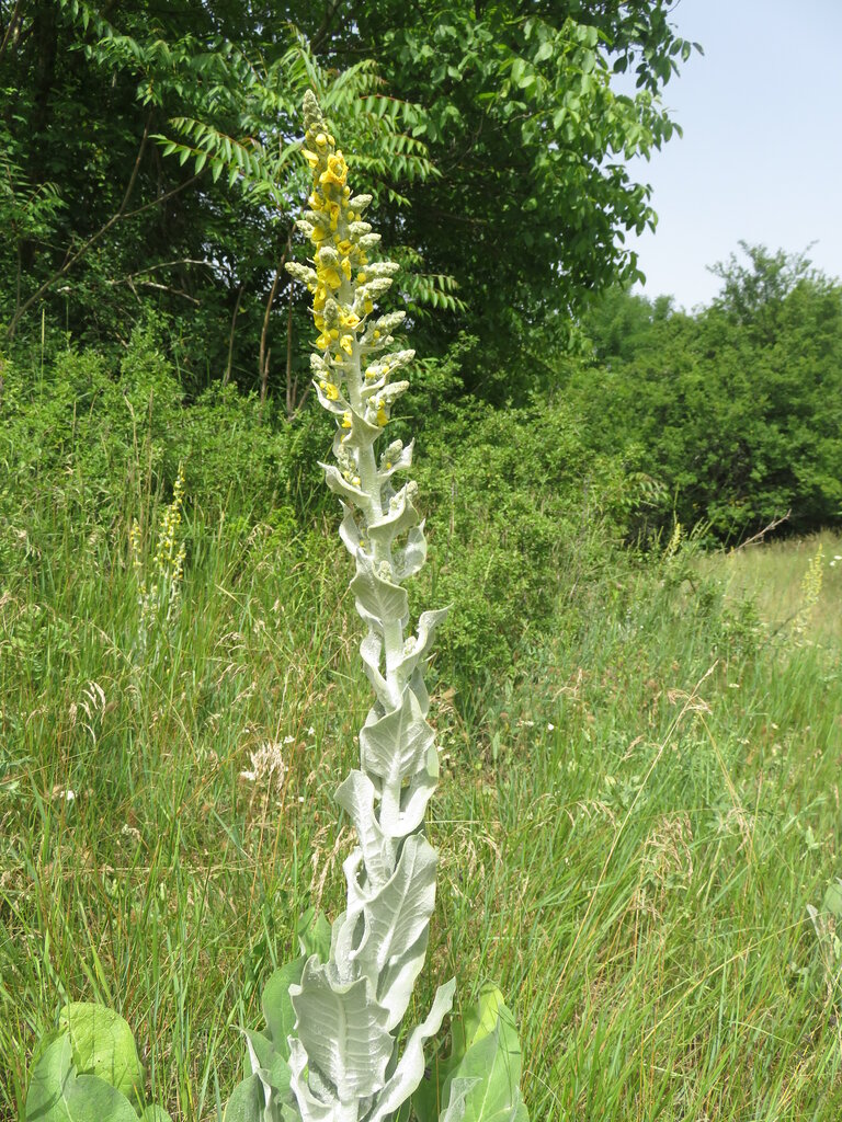 Изображение особи Verbascum pulverulentum.