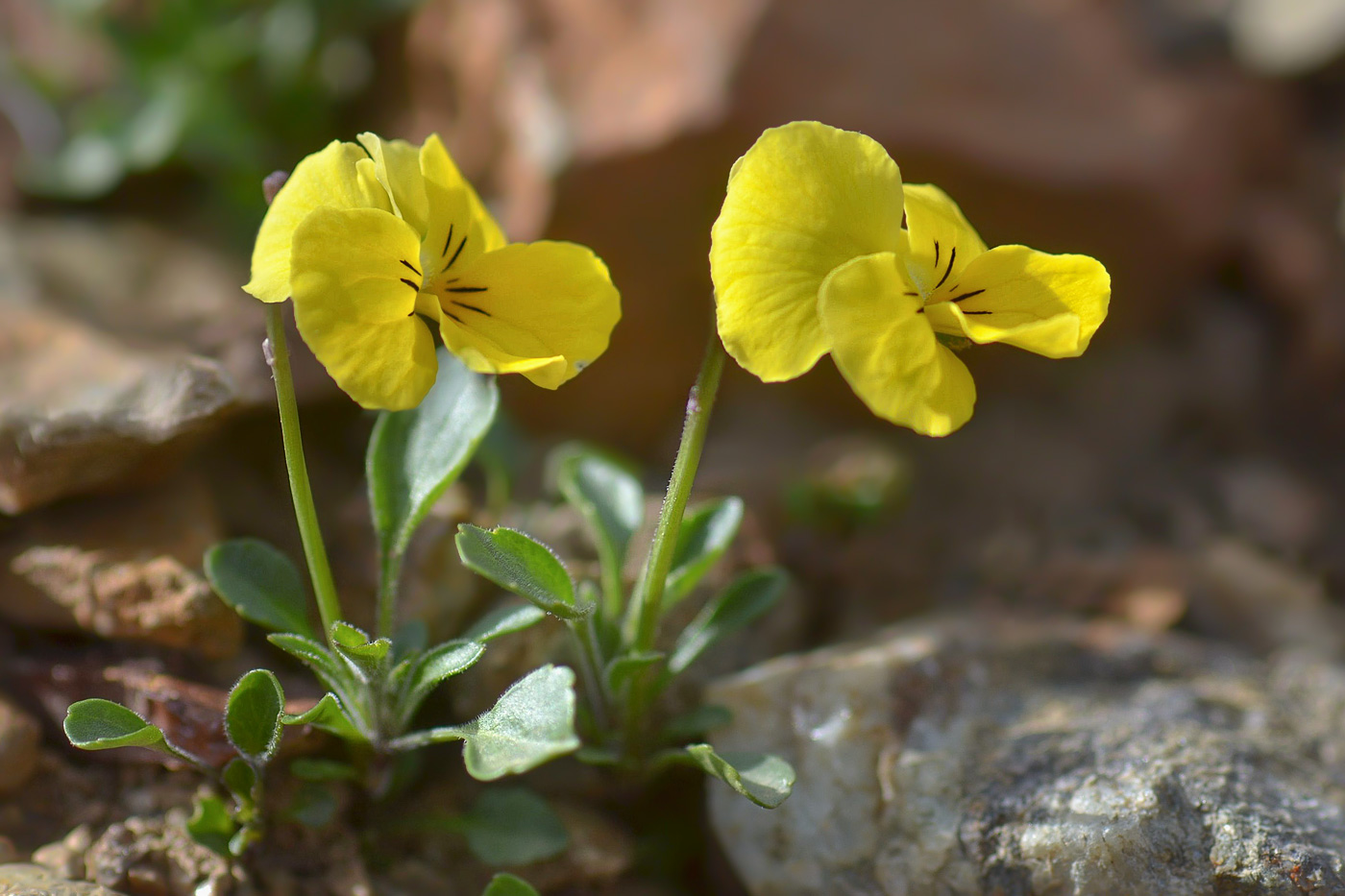 Изображение особи Viola oreades.