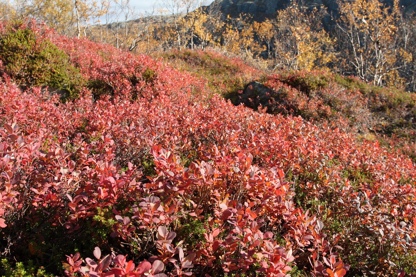 Изображение особи Vaccinium uliginosum.