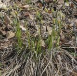 Carex ericetorum