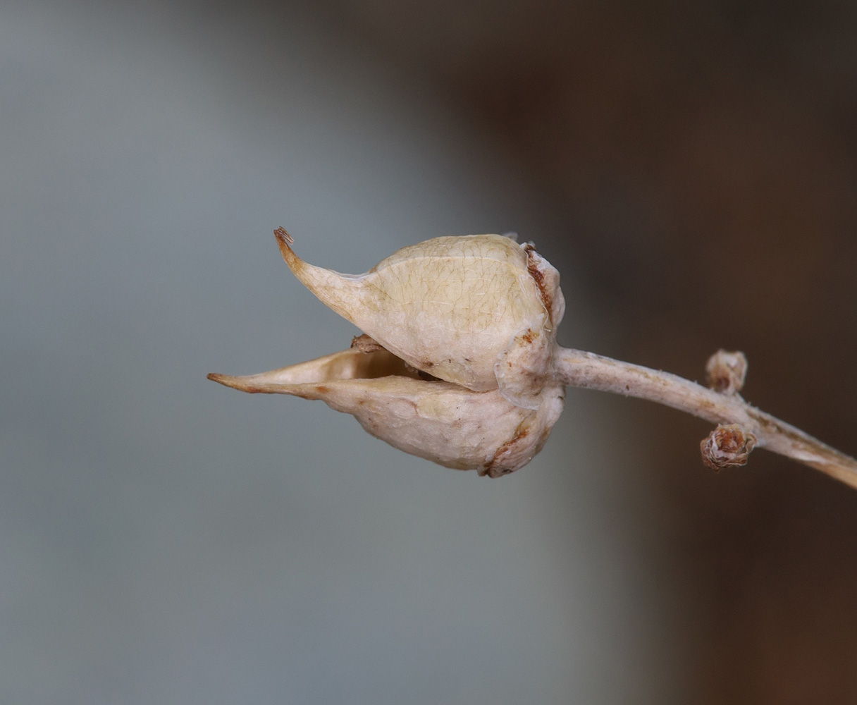 Image of Scrophularia incisa specimen.