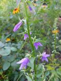 Campanula rapunculoides