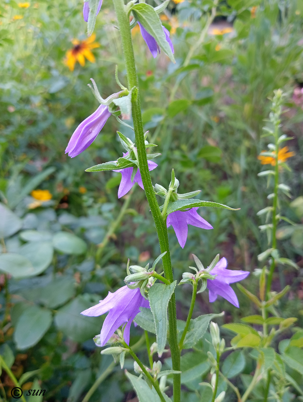 Изображение особи Campanula rapunculoides.