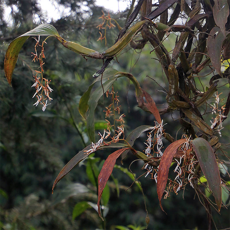 Image of familia Orchidaceae specimen.