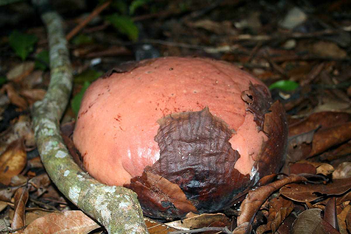 Image of genus Rafflesia specimen.