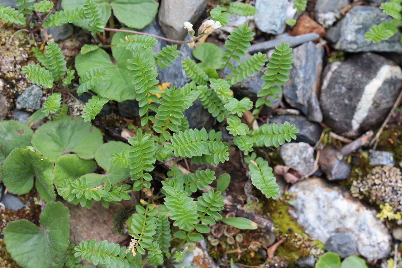 Изображение особи Polemonium boreale.