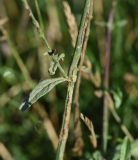 Verbena officinalis. Средняя часть растения. Республика Адыгея, окраина пос. Каменномостский, ур. Холодное, луг. 29 июля 2022 г.