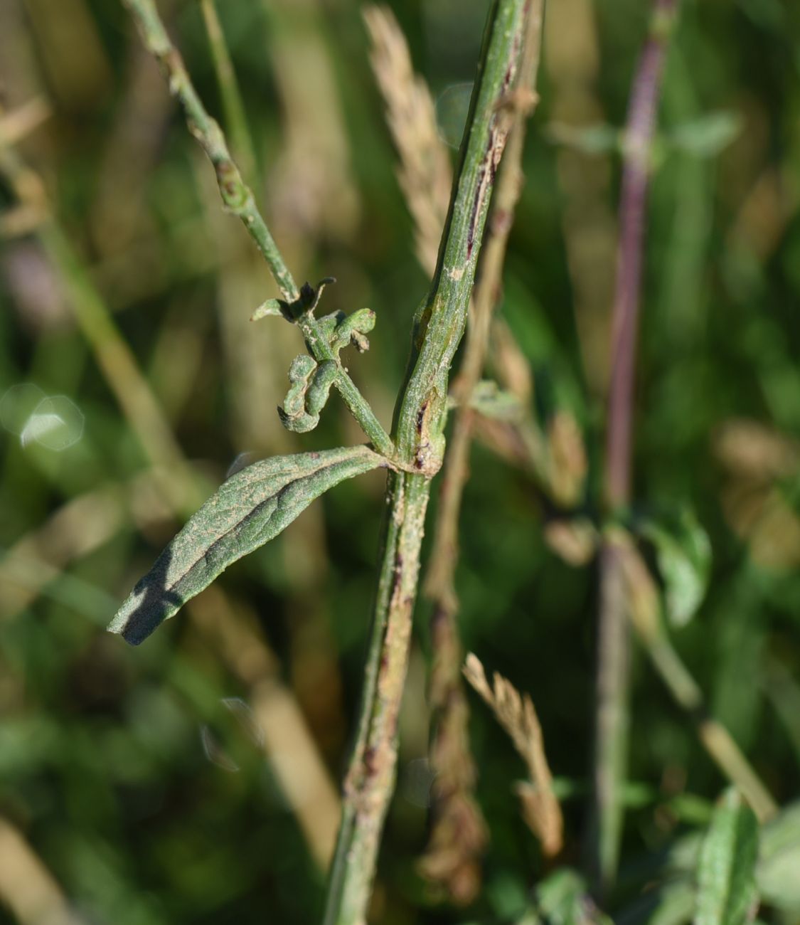 Изображение особи Verbena officinalis.