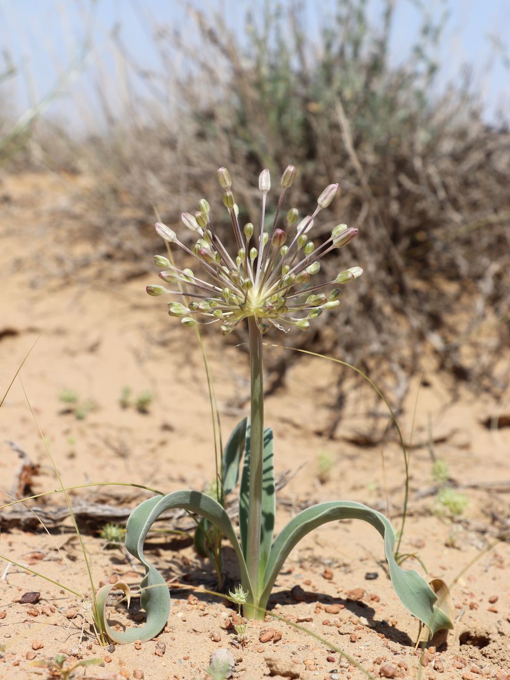 Изображение особи Allium caspium.