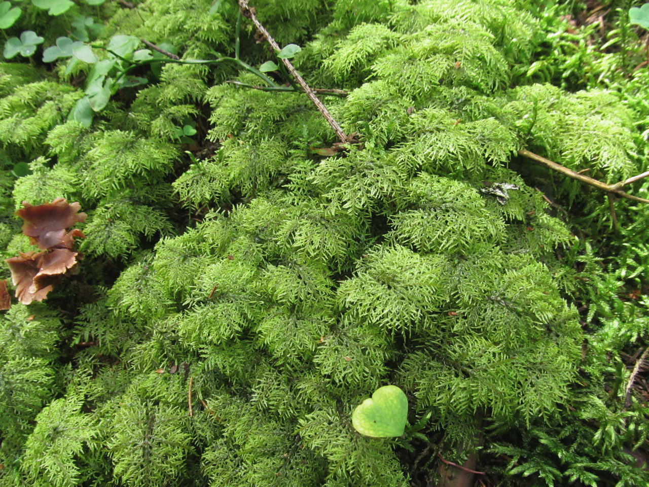 Изображение особи Hylocomium splendens.