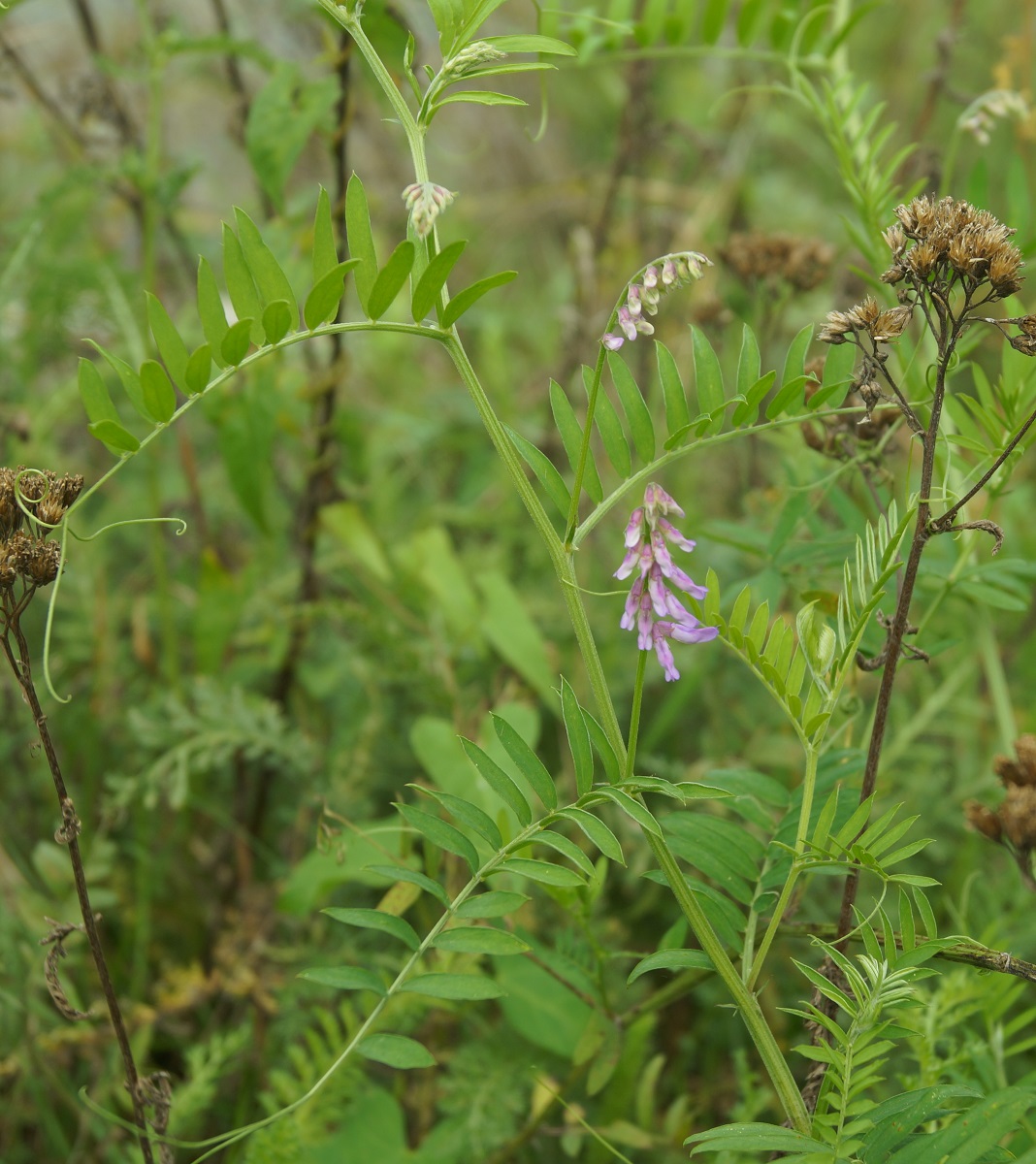 Изображение особи Vicia tenuifolia.