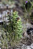 Rhodiola heterodonta. Плодоносящие растения. Южный Казахстан, Таласский Алатау, ущелье Коксай, высота 2600 м н.у.м. 20.07.2010.