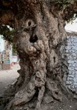 Ficus sycomorus. Нижняя часть ствола старого дерева. Египет, мухафаза Асуан, о-в Элефантина, в культуре. 03.05.2023.