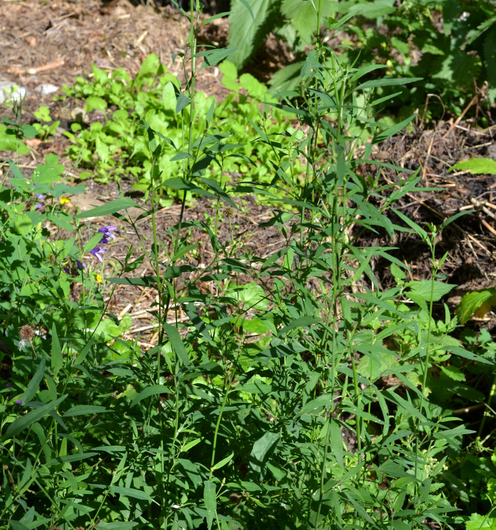 Image of genus Atriplex specimen.