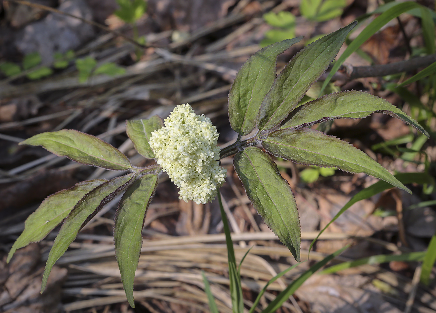 Изображение особи Sambucus sibirica.