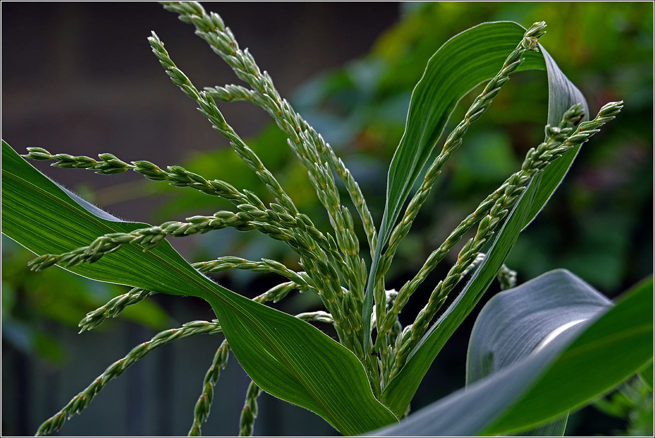 Изображение особи Zea mays.