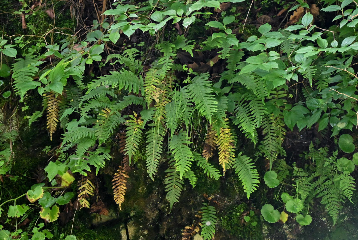 Изображение особи Polypodium cambricum.