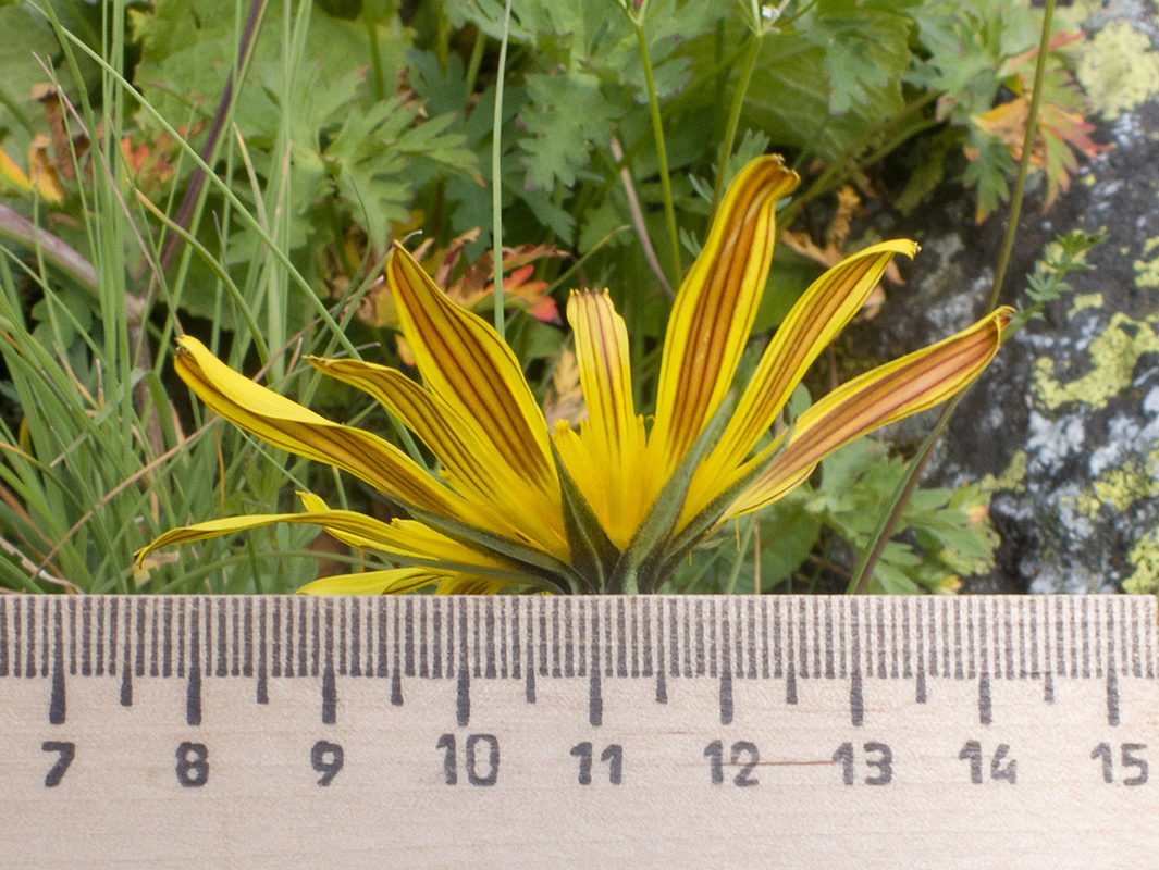 Image of Tragopogon reticulatus specimen.