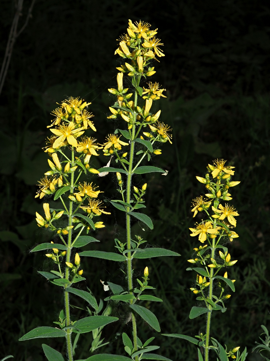 Image of Hypericum hirsutum specimen.