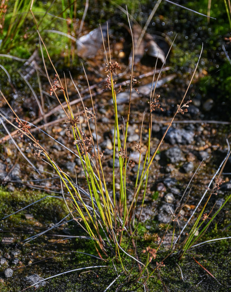 Image of Juncus decipiens specimen.