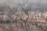 Смотреть изображение Ulmus macrocarpa