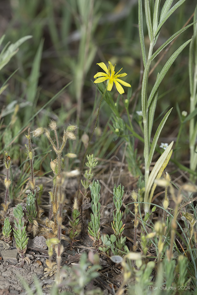 Изображение особи семейство Asteraceae.