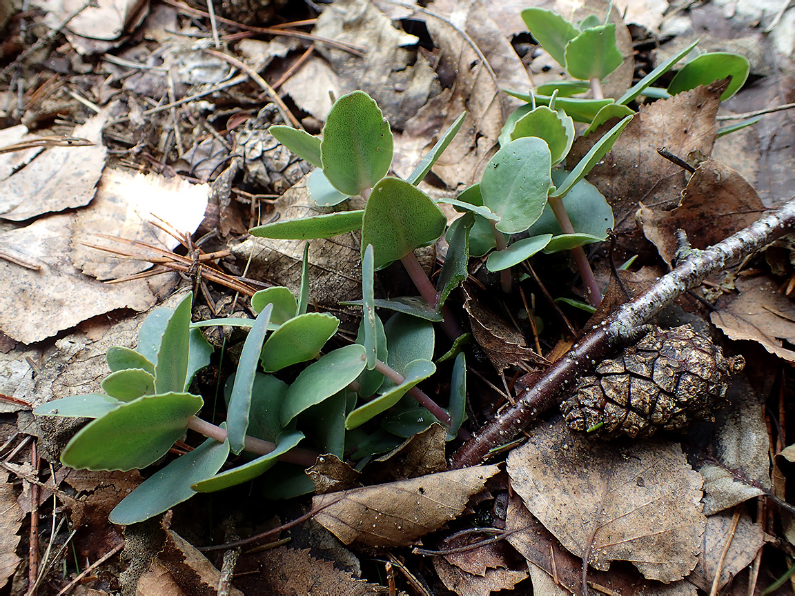 Image of genus Hylotelephium specimen.