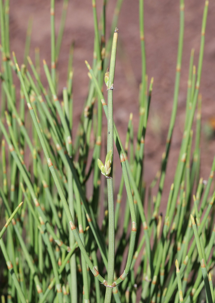 Image of Ephedra equisetina specimen.