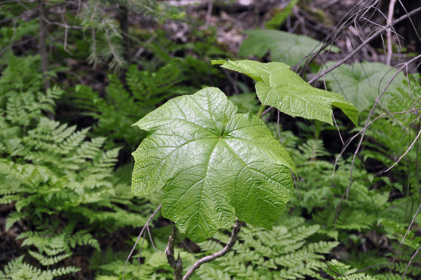 Image of Oplopanax elatus specimen.