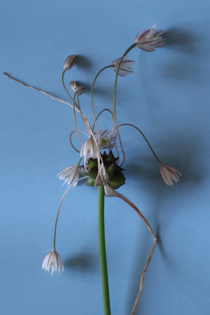 Image of Allium oleraceum specimen.