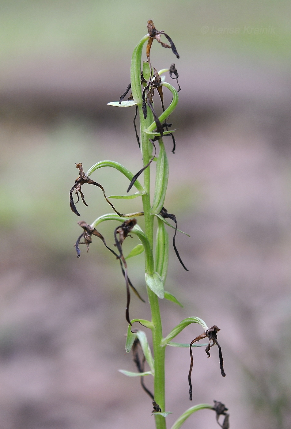 Image of Platanthera densa specimen.