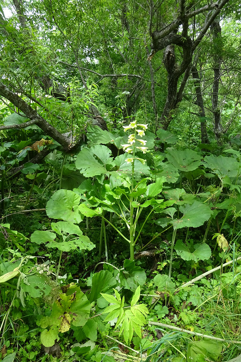 Image of Cardiocrinum cordatum specimen.