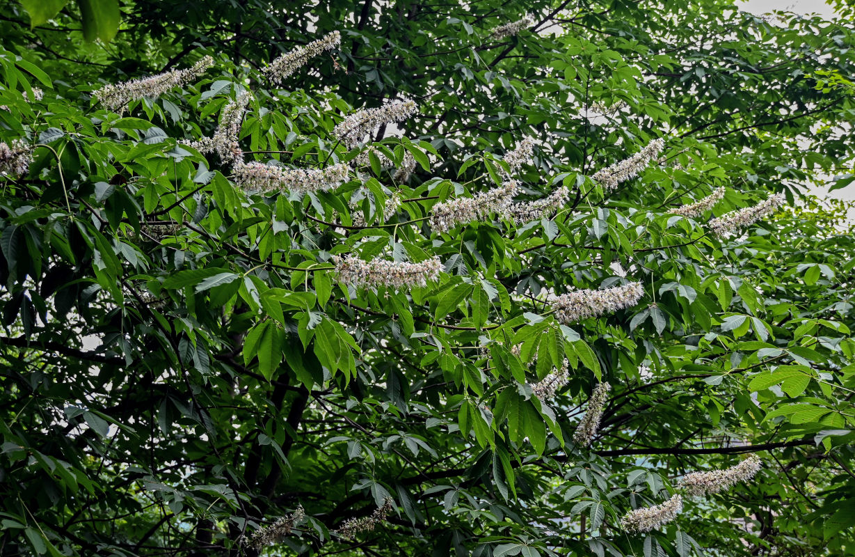 Image of Aesculus chinensis specimen.