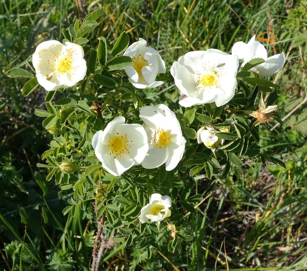 Image of Rosa spinosissima specimen.