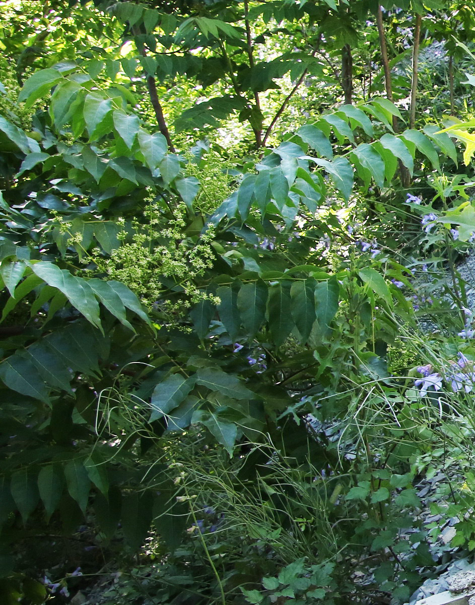 Image of Ailanthus altissima specimen.