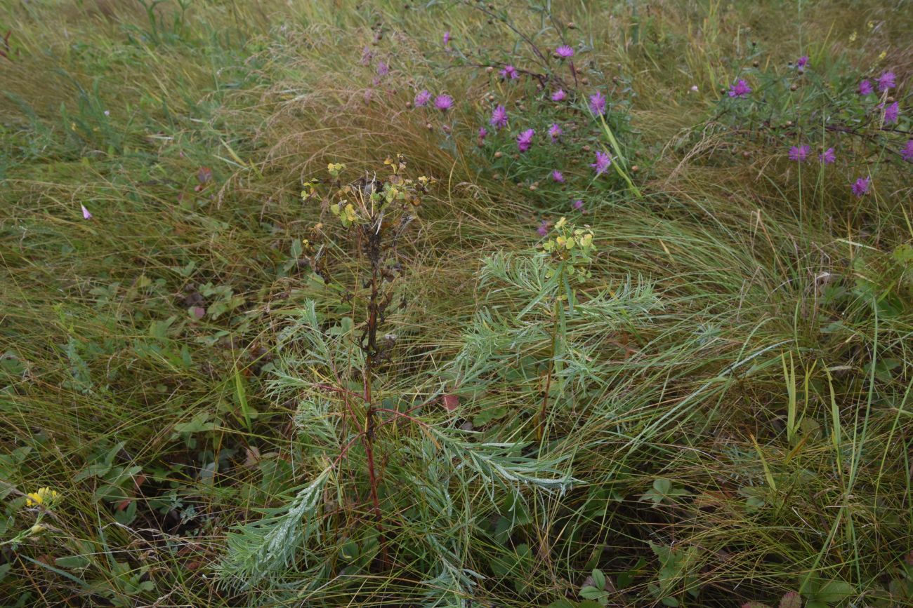 Image of genus Euphorbia specimen.