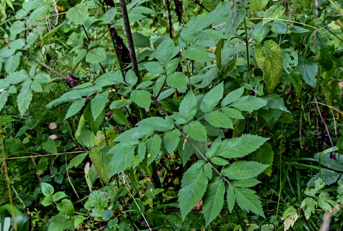 Image of Angelica sylvestris specimen.