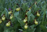 Cypripedium calceolus