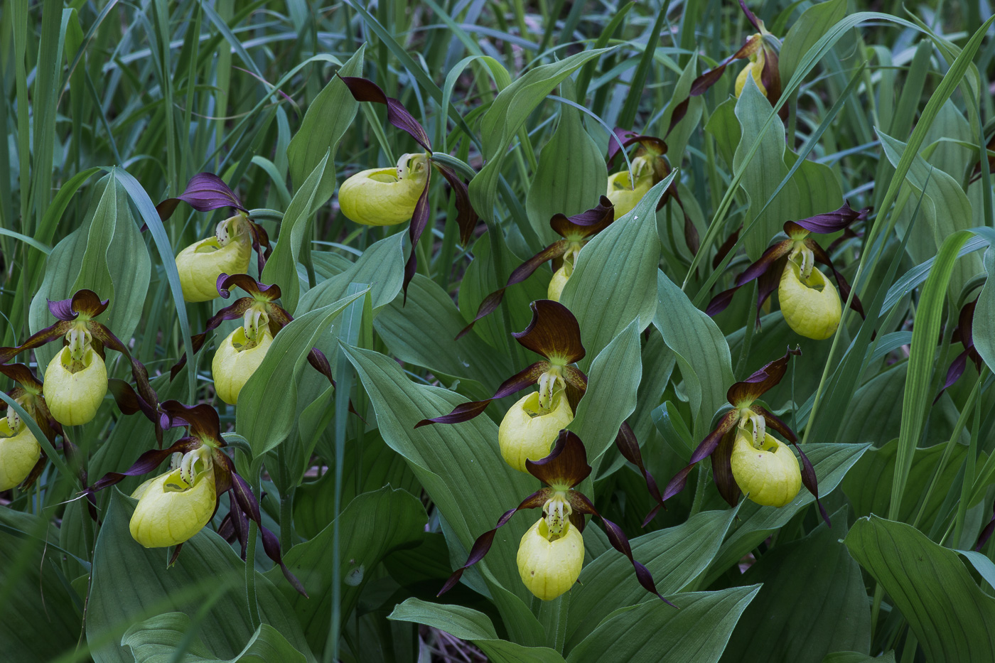 Изображение особи Cypripedium calceolus.