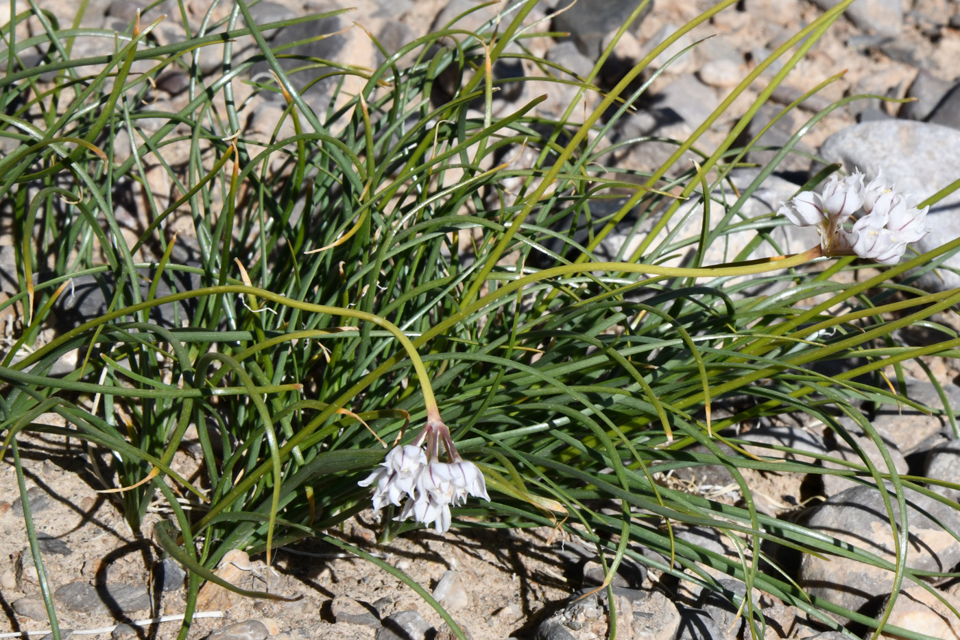 Image of genus Allium specimen.