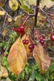 Malus mandshurica. Часть ветви в осенней окраске с соплодиями. Хабаровский край, окр. г. Комсомольск-на-Амуре, дол. руч. Тёплый ключ. 23.09.2024.