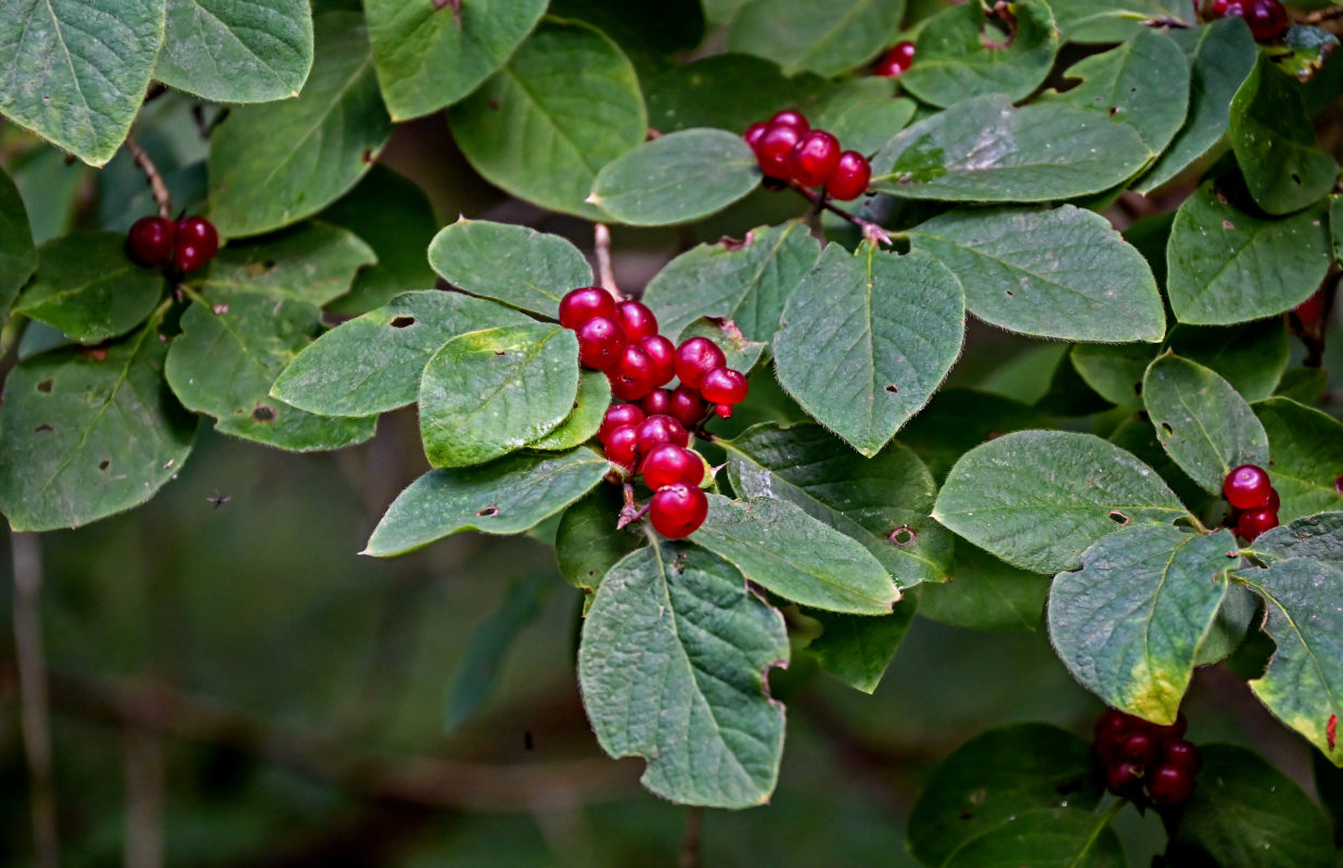 Изображение особи Lonicera xylosteum.