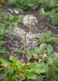 genus Taraxacum