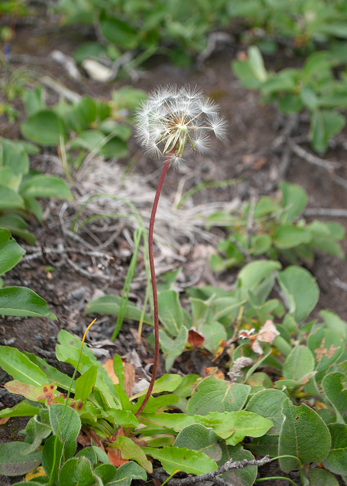 Image of genus Taraxacum specimen.