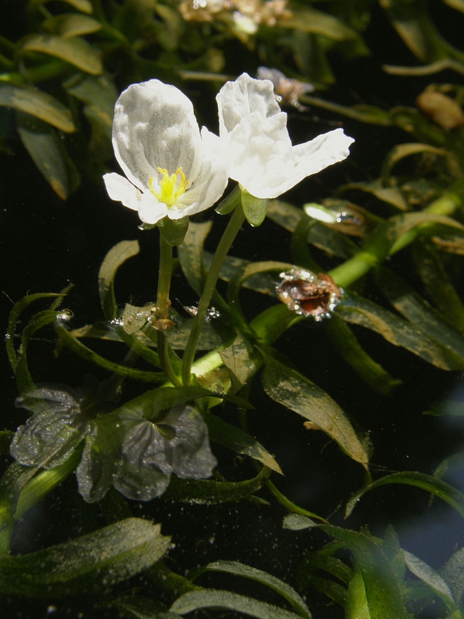 Изображение особи Egeria densa.