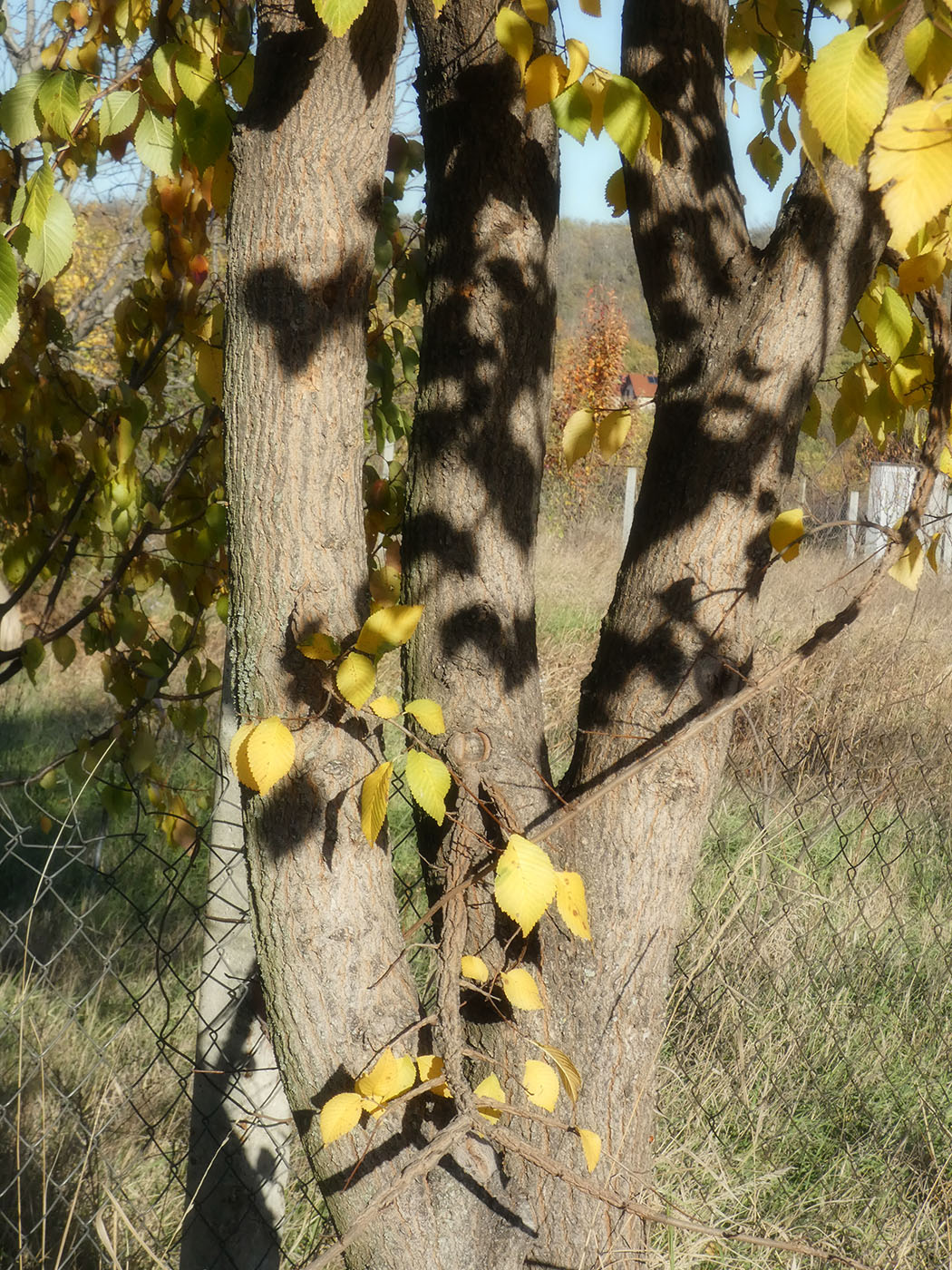 Image of Ulmus pumila specimen.