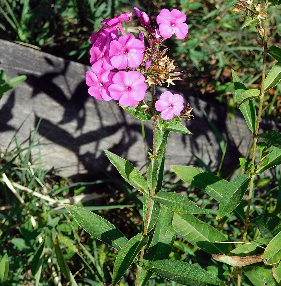 Image of Phlox paniculata specimen.