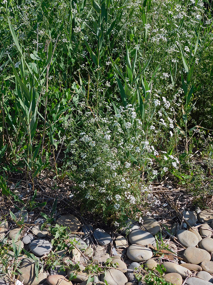 Image of Torilis arvensis specimen.